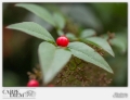 NANDINA DOMESTICA